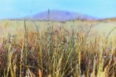 View of Viejas Mountain from the wild grasses of Wright's Field